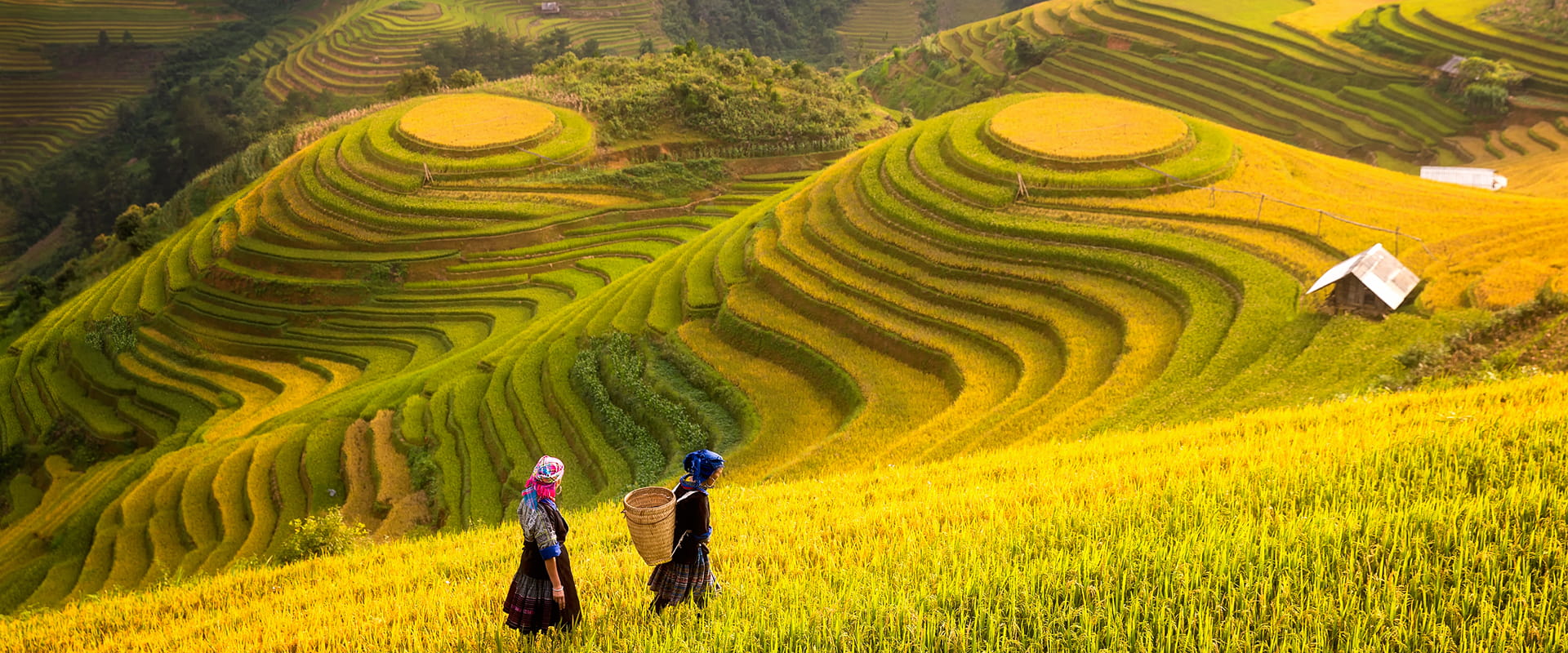 Sapa
