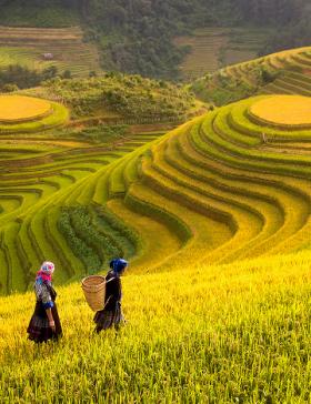 Sapa